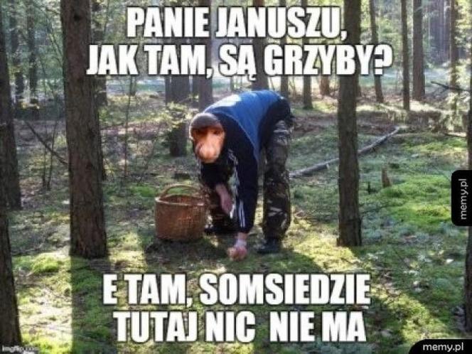 Memy o grzybiarzach. Internet w formie! Te obrazki bawią do łez 