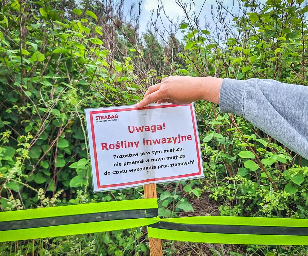 Rdestowiec na budowie Trasy Północnej
