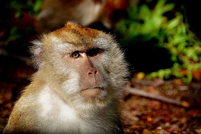 Małpa miała ugryźć jedno ze zwiedzających zoo dzieci