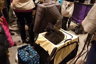 EXPO SILESIA DOG SHOW 2017