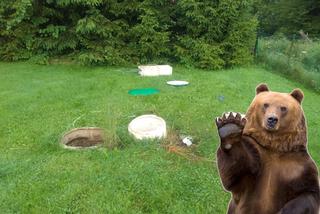 Bieszczady: Niedźwiedź splądrował leśniczówkę. Zajrzał nawet do kanalizacji! [ZDJĘCIE]