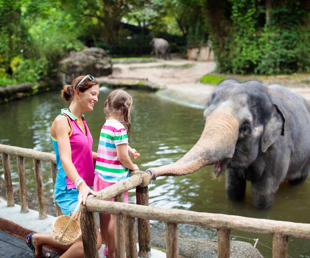 W tych zoo znajdziesz najciekawsze zwierzęta. To świetny plan na aktywny weekend 