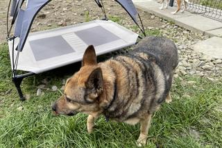 Chatka psiego dziadka w nowosądekcim schronisku dla zwierząt