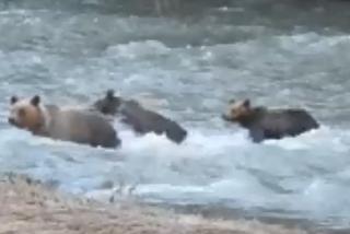 Przeprawa małych misiów przez rzekę w Bieszczadach: To wideo jest hitem sieci [WIDEO]