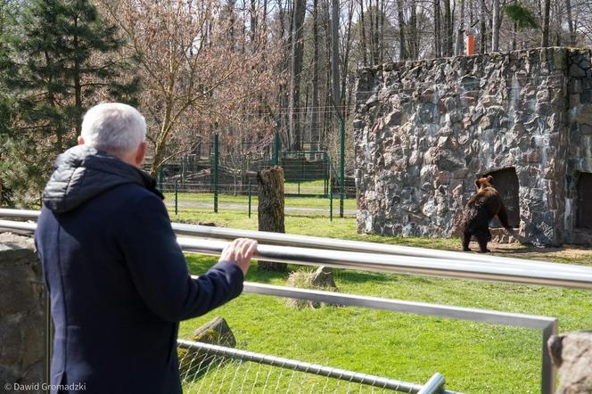 Nowe niedźwiedzie w zoo Akcent w Białymstoku