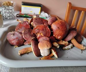 grzybobranie