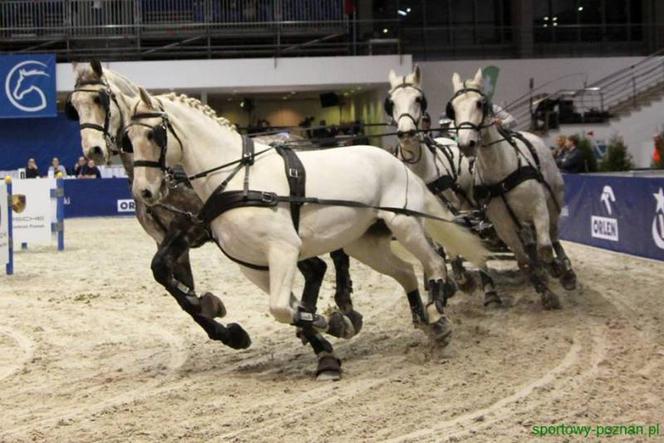 Cavaliada 2016: Piękne konie rywalizują na MTP [ZDJĘCIA]