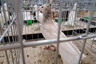 Wystawa gołębi i królików rasowych oraz ozdobnego drobiu - Tarnów 2022