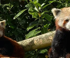 Panda mała uciekła z gdańskiego ZOO! Zwierzaka zauważył rowerzysta 