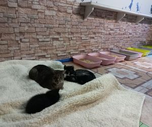 Poszukiwani wolontariusze do pomocy w Kociarni w Lesznie