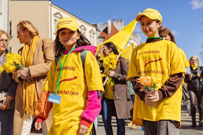 Za nami barwna Żonkilowa Parada. Tak wyglądał Finał Pól Nadziei na Pomorzu 2024