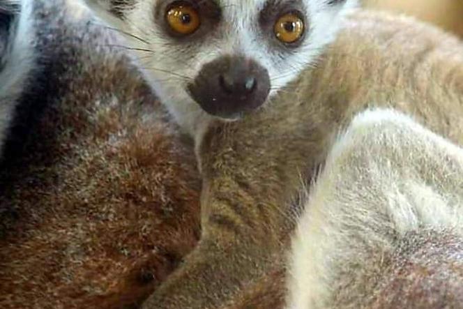 Lemur katta czeka na imię