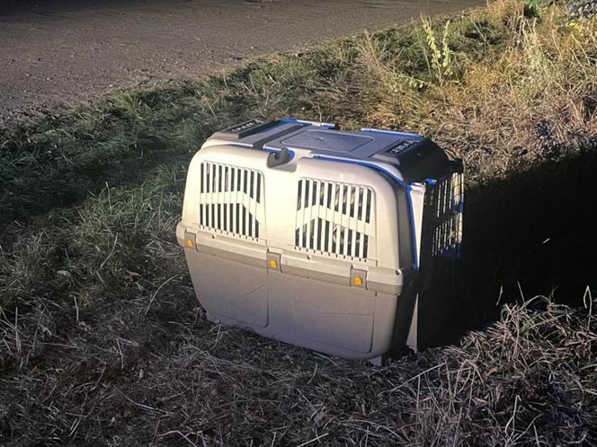 Ktoś wsadził psa do transportera i porzucił obok działek w Bydgoszczy! Policja szuka właściciela