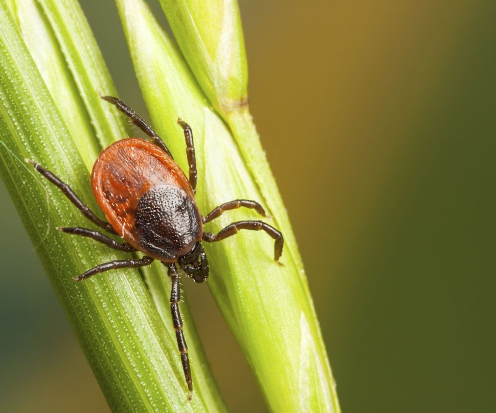 KLESZCZE - jak się przed nimi bronić