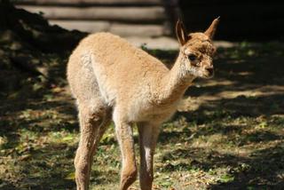 Wigoń z Andów na Pradze