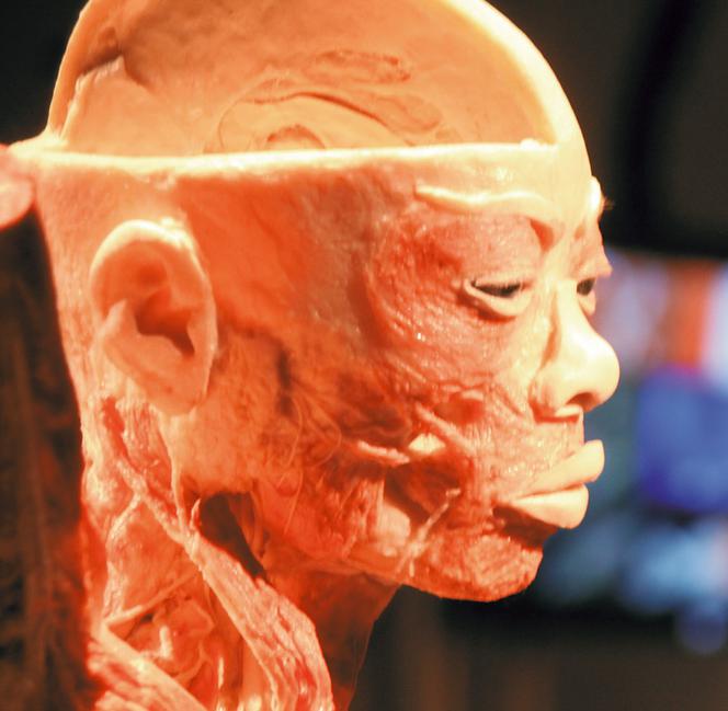 Poznaj ciało w szczegółach