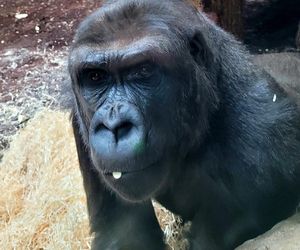 Nowe mieszkanki w ZOO Warszawa