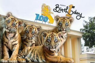 O tym cudzie mówił cały świat! Zoo Wrocław będzie świętować pierwsze urodziny czworaczków