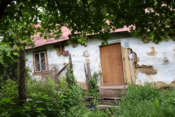 GWALCICIEL KROW NIEUCHWYTNY