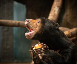 Pokazowe karmienia w Orientarium Zoo Łódź