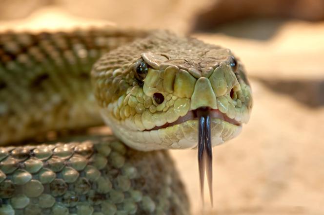 Dziś Światowy Dzień Praw Zwierząt. Czy można przewieźć węża i świnię w autobusie? Sprawdź! 