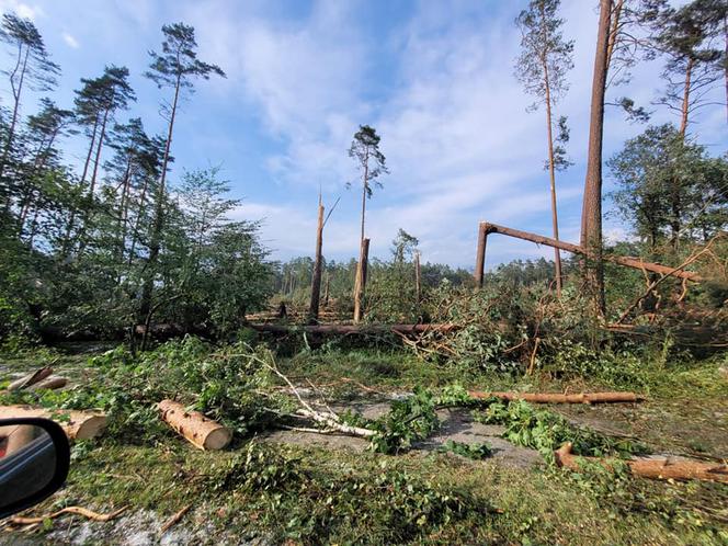Potężna nawałnica przeszła przez Bory Tucholskie. Powalone drzewa, zablokowane drogi