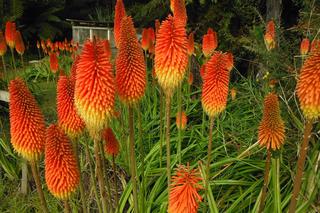 Trytoma groniasta – egzotyczna bylina o zjawiskowych kwiatach. Co jest ważne w uprawie trytomy w ogrodzie?