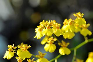 Storczyk motylnik (Oncidium)