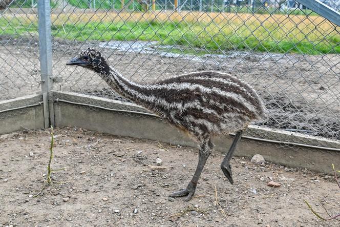 Pisklęta emu zamieszkają w poznańskim ZOO 