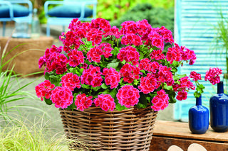 Pelargonia 