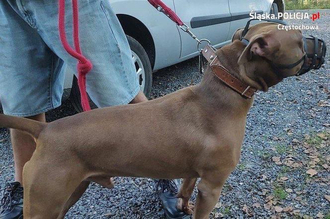 Rozjuszony pitbull zaatakował w Częstochowie 10-latka i jego psa