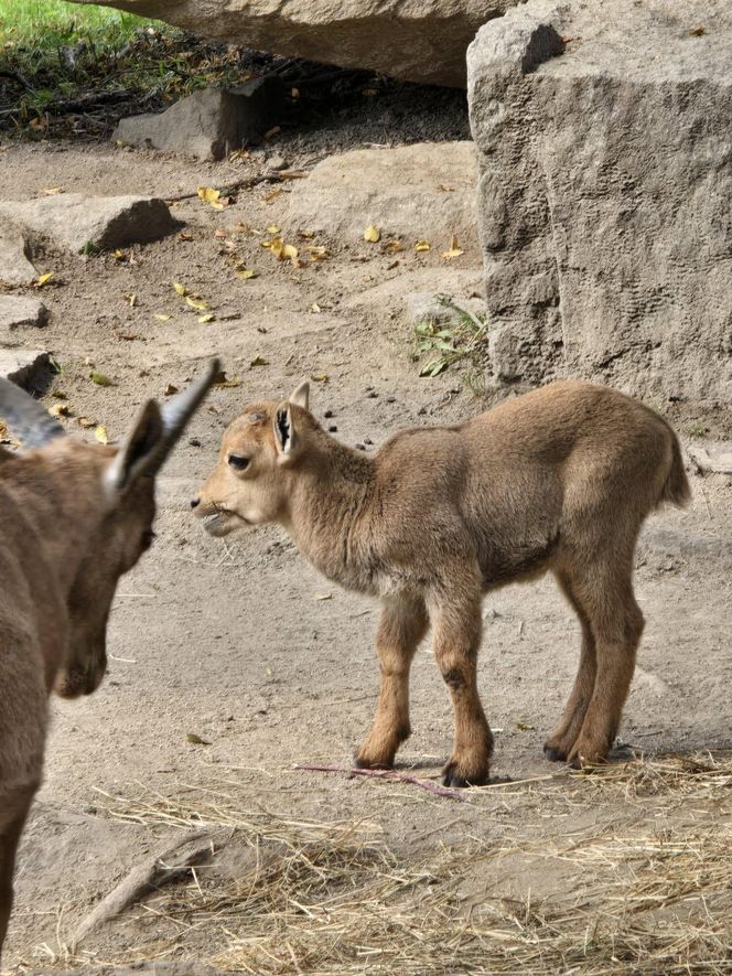 Niezwykły maluch urodził się w Śląskim Zoo. Jego gatunek w naturze jest na skraju wyginięcia