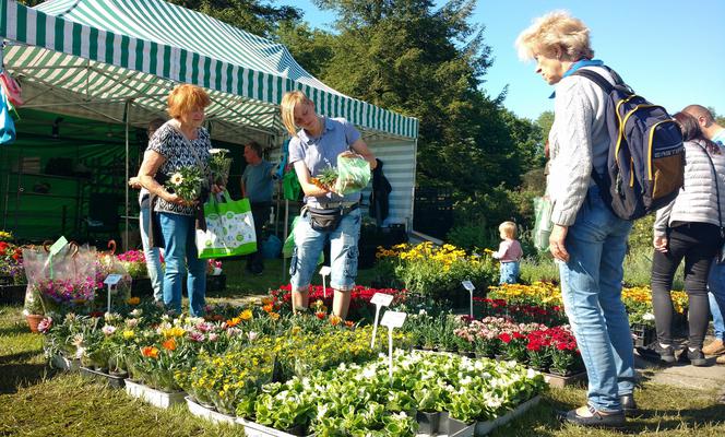 Chorzów: Kwiaty, zioła i dodatki do ogrodu. W Parku Śląskim trwa Święto Kwiatów [ZDJĘCIA]