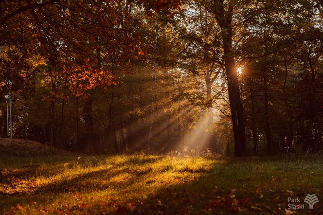 Park Śląski jesienią