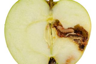 Nasionnica jabłkówka - szkodnik pestkowych roślin owocowych
