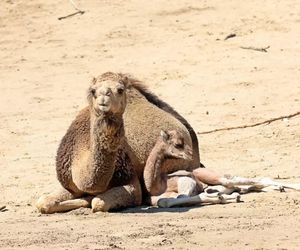Kolejne narodziny w gdańskim ZOO w tym roku. Na świat przyszedł mały wielbłąd jednogarbny