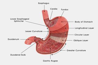 Żołądek - jak działa i jak jest zbudowany