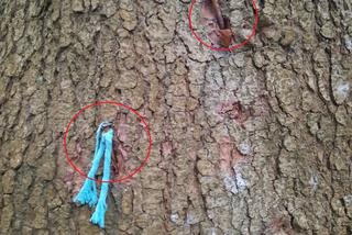 Nadleśniczy z Bieszczad: ekoterroryści powbijali gwoździe w drzewa. To śmiertelne zagrożenie