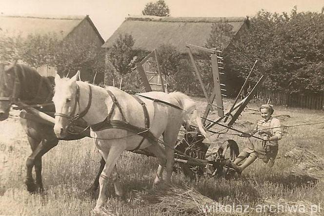 Wilkołaskie żniwa w I połowie XX wieku