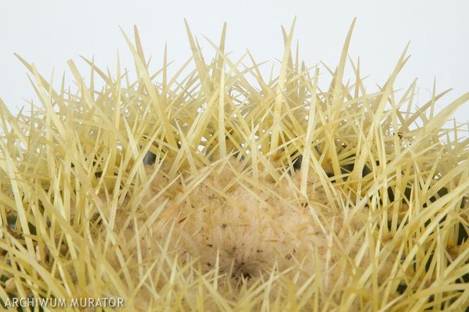 Echinokaktus Grusona