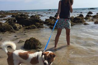 Na urlop z psem lub kotem czy bez? Weterynarka radzi