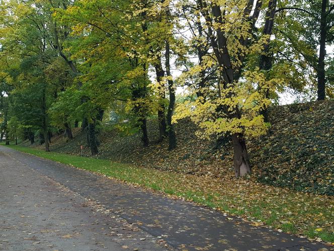 Są pieniądze na pielęgnację drzew w miejscu dawnych fortyfikacji i promenad w Lesznie