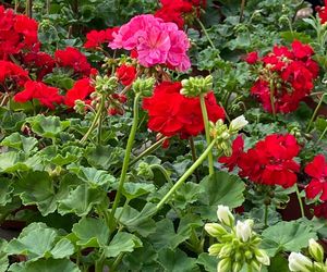 Dlaczego pąki kwiatowe pelargonii zasychają?