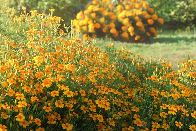 Aksamitka wąskolistna - jednoroczna piękność na ogrodowe rabaty