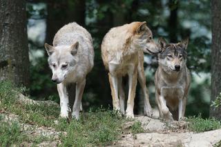 Kto wywołuje wilka z lasu? Były widziane w centrum Wągrowca!