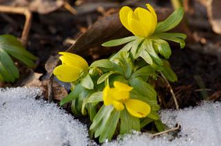Wiosenne kwiaty w śniegu