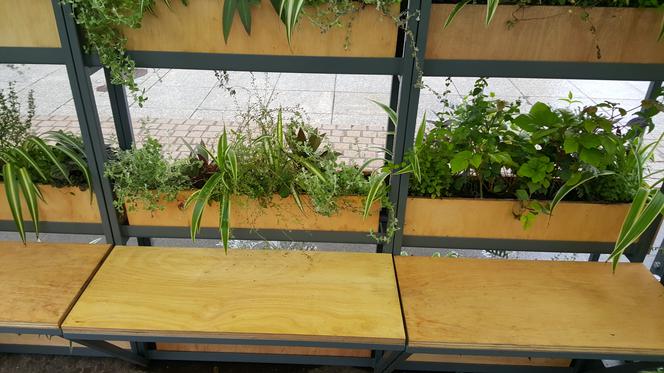 Zielona lauba w Katowicach