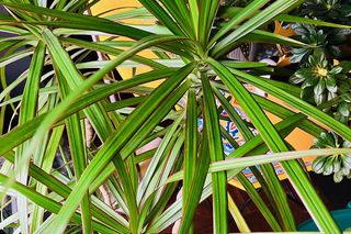 Dracena marginata - pielęgnacja, podlewanie. Gdzie powinna stać dracena?