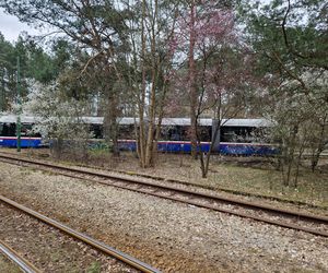 Tak po modernizacji będzie wyglądała pętla tramwajowa w Lesie Gdańskim! 