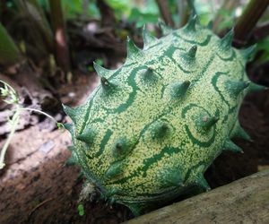 Kiwano 